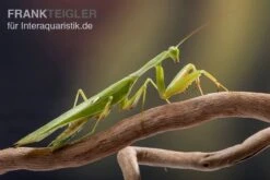 Afrikanische Gottesanbeterin Im Mix, Sphodromantis Spec. -JBL || sera || TETRA Verkäufe Mantis 1