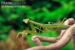 Afrikanische Gottesanbeterin Im Mix, Sphodromantis Spec. -JBL || sera || TETRA Verkäufe Mantis 4 20