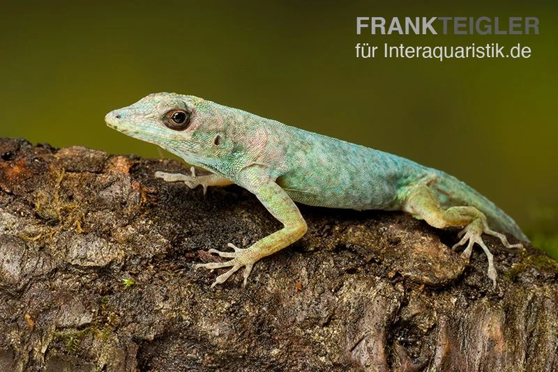 Martinique-Anolis, Anolis Roquet Roquet 3 Martinique-Anolis, Anolis Roquet Roquet