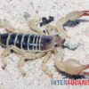 Maurischer Skorpion, Scorpio Maurus -JBL || sera || TETRA Verkäufe Maurischer Skorpion Scorpio maurus 1