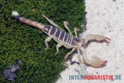 Maurischer Skorpion, Scorpio Maurus -JBL || sera || TETRA Verkäufe Maurischer Skorpion Scorpio maurus 3