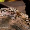 Mittelamerikanischer Krallengecko, Coleonyx Mitratus -JBL || sera || TETRA Verkäufe Mittelamerikanischer Krallengecko Coleonyx mitratus 1
