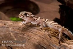 Mittelamerikanischer Krallengecko, Coleonyx Mitratus -JBL || sera || TETRA Verkäufe Mittelamerikanischer Krallengecko Coleonyx mitratus 2