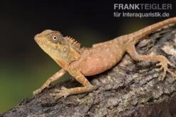 Nackenstachler, Acanthosaura Capra -JBL || sera || TETRA Verkäufe Nackenstachler Acanthosaura capra 3