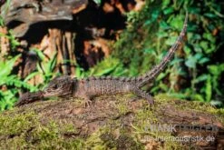 Neuguinea-Helmskink, Tribolonotus Novaeguineae -JBL || sera || TETRA Verkäufe Neuguinea Helmskink Tribolonotus novaeguineae