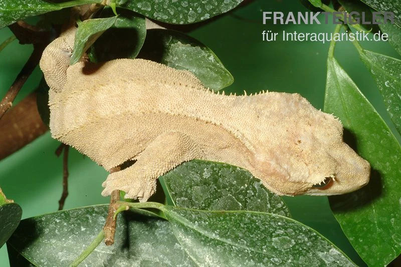 Neukaledonischer Kronengecko, Rhacodactylus Ciliatus 4 Neukaledonischer Kronengecko, Rhacodactylus Ciliatus – Bild 2