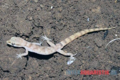 Nördlicher Sandgecko, Tropiocolotes Tripolitanus -JBL || sera || TETRA Verkäufe Noerdlicher Sandgecko Tropiocolotes tripolitanus 1