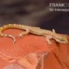 Nördlicher Sandgecko, Tropiocolotes Tripolitanus -JBL || sera || TETRA Verkäufe Noerdlicher Sandgecko Tropiocolotes tripolitanus