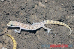 Nördlicher Sandgecko, Tropiocolotes Tripolitanus -JBL || sera || TETRA Verkäufe Noerdlicher Sandgecko Tropiocolotes tripolitanus 2
