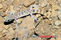 Nördlicher Sandgecko, Tropiocolotes Tripolitanus -JBL || sera || TETRA Verkäufe Noerdlicher Sandgecko Tropiocolotes tripolitanus 3