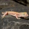 Nordafrikanischer Dünnfingergecko, Stenodactylus Petrii -JBL || sera || TETRA Verkäufe Nordafrikanischer Duennfingergecko Stenodactylus petrii 1