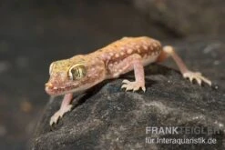 Nordafrikanischer Dünnfingergecko, Stenodactylus Petrii -JBL || sera || TETRA Verkäufe Nordafrikanischer Duennfingergecko Stenodactylus petrii 2