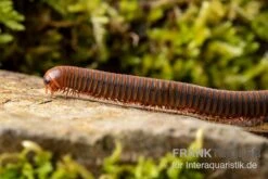 Orangener Piphun-Tausendfüßer, Spirobolus Sp. “Orange Piphun” -JBL || sera || TETRA Verkäufe Oranger Piphun Tausendfuesser Spirobolus sp Orange Piphun 3