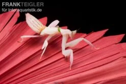 Orchideenmantis, Hymenopus Coronatus -JBL || sera || TETRA Verkäufe Orchideenmantis Hymenopus coronatus 2