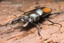 Parryi-Hirschkäfer, Hexarthrius Parryi Parryi-Hirschkäfer, Hexarthrius Parryi