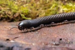 Pink Gestreifter Tausendfüßer, Odontostreptus Sjoestedti -JBL || sera || TETRA Verkäufe Pink gestreifter Tausendfuesser Odontostreptus sjoestedti 4