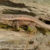 Pinkbauch-Stachelleguan, Sceloporus Variabilis -JBL || sera || TETRA Verkäufe Pinkbauch Stachelleguan Sceloporus variabilis 3