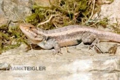 Pinkbauch-Stachelleguan, Sceloporus Variabilis -JBL || sera || TETRA Verkäufe Pinkbauch Stachelleguan Sceloporus variabilis 4
