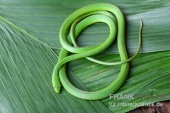 Raue Grasnatter, Opheodrys Aestivus -JBL || sera || TETRA Verkäufe Raue Grasnatter Opheodrys aestivus 3