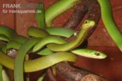 Raue Grasnatter, Opheodrys Aestivus -JBL || sera || TETRA Verkäufe Raue Grasnatter Opheodrys aestivus 5