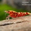 Red Galaxy Garnele Mix, Caridina Spec. "Red Galaxy" -JBL || sera || TETRA Verkäufe Red Galaxy Garnele Mix Caridina spec Red Galaxy 1