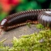 Red Legged Millipede, Spirostreptus Sp. Red Legged Nigeria 1 Red Legged Millipede, Spirostreptus Sp. Red Legged Nigeria -JBL || sera || TETRA Verkäufe Red Legged Millipede Spirostreptus sp Red Legged Nigeria 1