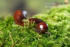 Riesiger Feuer-Tausendfüßer, Pelmatojulus Excisus -JBL || sera || TETRA Verkäufe Riesiger Feuer Tausendfuesser Pelmatojulus excisus 3