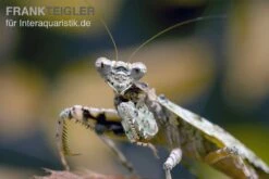 Rindenmantis, Theopompa Servillei