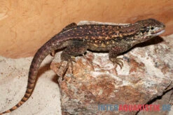 Rollschwanzleguan, Leiocephalus Carinatus -JBL || sera || TETRA Verkäufe Rollschwanzleguan Leiocephalus carinatus3