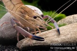 JBL || sera || TETRA Verkäufe -JBL || sera || TETRA Verkäufe Rosenberggarnele Macrobrachium rosenbergii 2