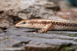 Roter Togo-Skink, Mabuya Perrotetii -JBL || sera || TETRA Verkäufe Roter Togo Skink Mabuya perrotetii 1