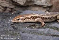 Roter Togo-Skink, Mabuya Perrotetii -JBL || sera || TETRA Verkäufe Roter Togo Skink Mabuya perrotetii 3