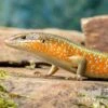Roter Togo-Skink, Mabuya Perrotetii -JBL || sera || TETRA Verkäufe Roter Togo Skink Mabuya perrotetii 4