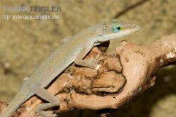 Rotkehlanolis, Anolis Carolinensis -JBL || sera || TETRA Verkäufe Rotkehlanolis Anolis carolinensis 3