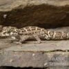 Rübenschwanz-Viperngecko, Hemidactylus Imbricatus 1 Rübenschwanz-Viperngecko, Hemidactylus Imbricatus -JBL || sera || TETRA Verkäufe Ruebenschwanz Viperngecko Hemidactylus imbricatus