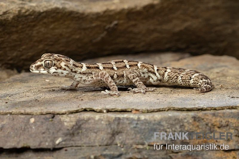 Rübenschwanz-Viperngecko, Hemidactylus Imbricatus 4 Rübenschwanz-Viperngecko, Hemidactylus Imbricatus – Bild 2