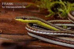 Sandrenn-Natter, Psammophis Elegans -JBL || sera || TETRA Verkäufe Sandrenn Natter Psammophis elegans 03