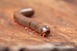 Satun-Tausendfüßer, Spirobolus Sp. "Satun" -JBL || sera || TETRA Verkäufe Satun Tausendfuesser Spirobolus sp Satun 3