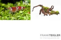 JBL || sera || TETRA Verkäufe -JBL || sera || TETRA Verkäufe Scaper Truppe 10 x Crystal Red Garnele Spiderwood m