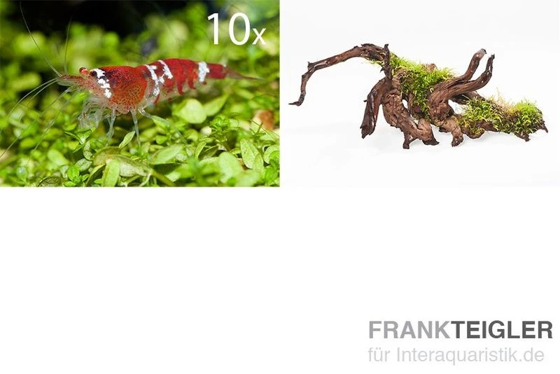 Bundle Scaper Truppe: 10 X Crystal Red Garnele + Mangrovenwurzel Mit Moos 4 Bundle Scaper Truppe: 10 X Crystal Red Garnele + Mangrovenwurzel Mit Moos – Bild 2