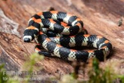 Schwarzgebänderte Wühltrugnatter, Scolecophis Atrocinctus -JBL || sera || TETRA Verkäufe Schwarzgebaenderte Wuehltrugnatter Scolecophis atrocinctus 2