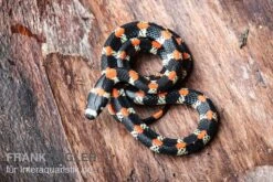 Schwarzgebänderte Wühltrugnatter, Scolecophis Atrocinctus -JBL || sera || TETRA Verkäufe Schwarzgebaenderte Wuehltrugnatter Scolecophis atrocinctus 3