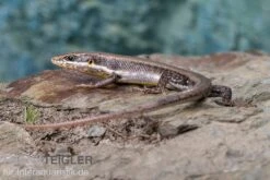 Senegal Mabuya, Trachylepis Affinis -JBL || sera || TETRA Verkäufe Senegal Mabuya Trachylepis affinis 2