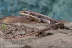 Senegal Mabuya, Trachylepis Affinis -JBL || sera || TETRA Verkäufe Senegal Mabuya Trachylepis affinis 3
