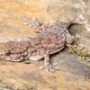 Sierra Leone Mauergecko, Tarentola Parvicarinata -JBL || sera || TETRA Verkäufe Sierra Leone Mauergecko Tarentola parvicarinata 1
