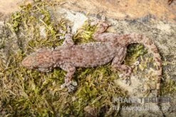 Sierra Leone Mauergecko, Tarentola Parvicarinata -JBL || sera || TETRA Verkäufe Sierra Leone Mauergecko Tarentola parvicarinata 3