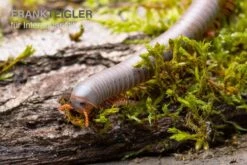 Silberner Tausendfüßer, Aulacobolus Unicatus "Silver" 7 Silberner Tausendfüßer, Aulacobolus Unicatus "Silver" -JBL || sera || TETRA Verkäufe Silberner Tausendfuesser Aulacobolus unicatus Silver 3
