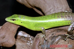 Smaragdgrüner Glanzskink, Lamprolepis Smaragdina -JBL || sera || TETRA Verkäufe Smaragdgruener Glanzskink Lamprolepis smaragdina 2
