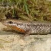 Sonnenskink, Mabuya Macularia -JBL || sera || TETRA Verkäufe Sonnenskink Mabuya macularia 1