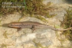 Sonnenskink, Mabuya Macularia -JBL || sera || TETRA Verkäufe Sonnenskink Mabuya macularia 2